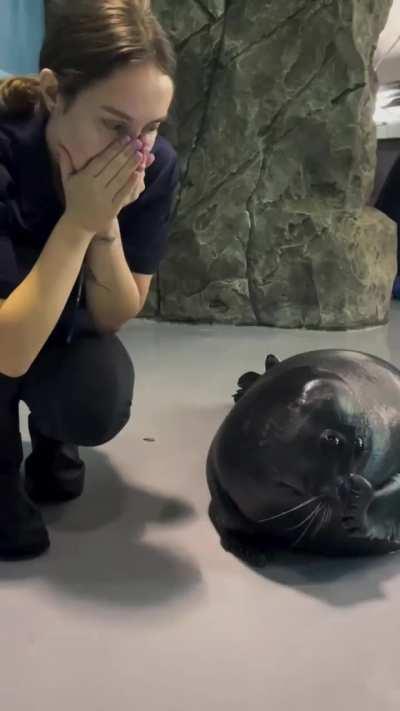 Se o Luis fosse uma foca