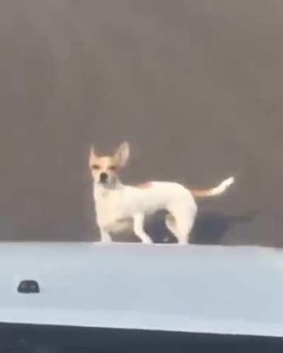 Who ya honkin at dawg?