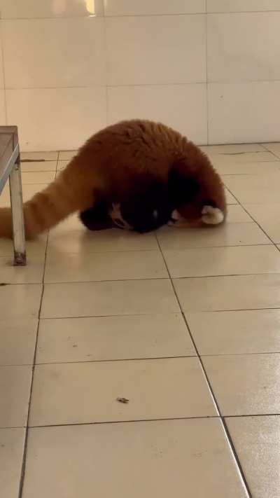 Nannan the red panda playing — cuteness overload!