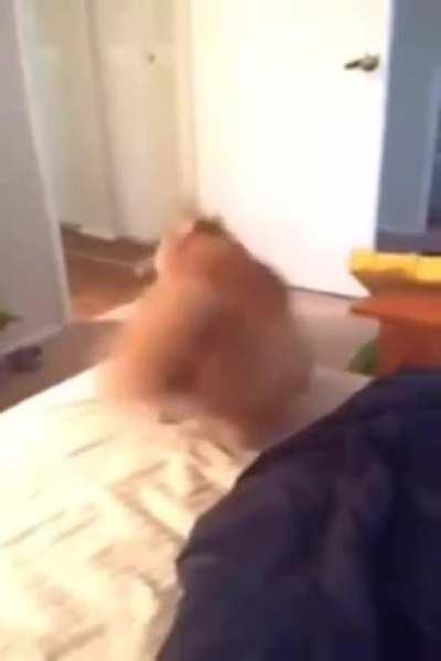 How to turn a cat into a dog