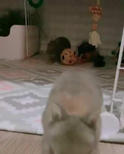 Max and Lucy. Is there anything cuter than baby Netherland dwarves?? 😭