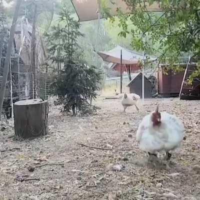 Chickens come running when called