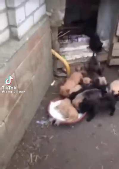 BeelcitosMemes - Video #5293