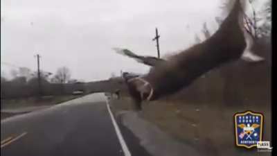 Cruiser hits deer!
