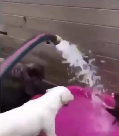 There are two kinds of dog