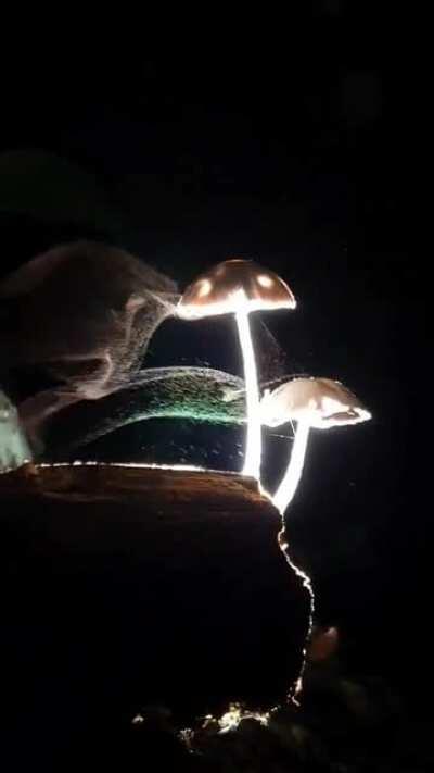 Mushrooms releasing millions of microscopic spores into the wind to propagate. Credit: Jojo Villareal