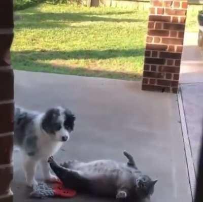 To attack the doggo