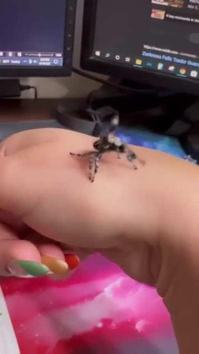 Doo doob bi doo dooo dooo