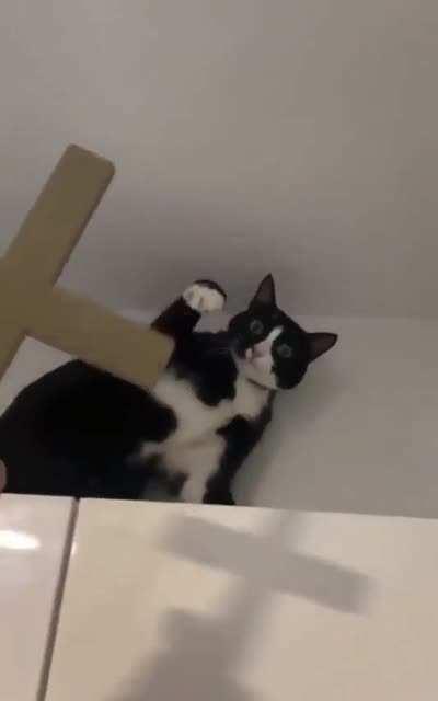 This explains their behaviour