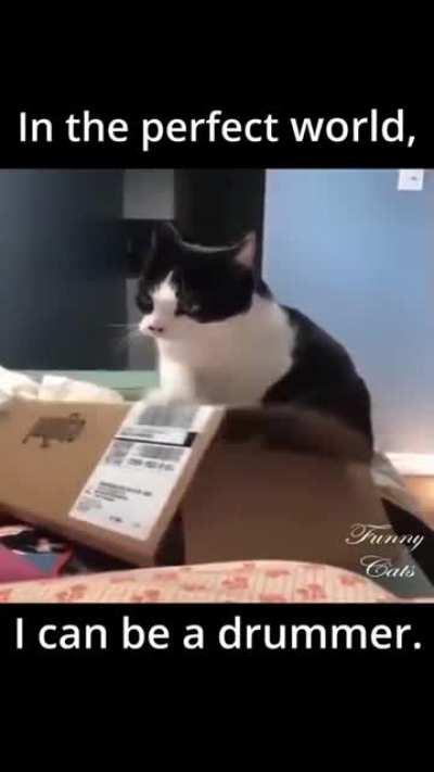 Cat trying to be a drummer. #cats 🐱 🐈