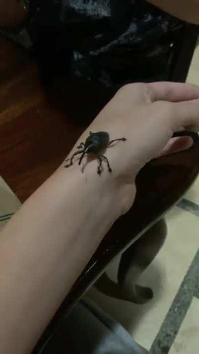 please someone tell me it's finally weevil time