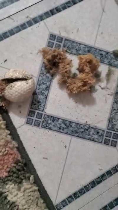 The inside of a golf ball is an alien thing.