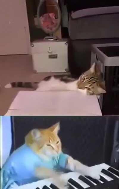 the Purrfect Felines