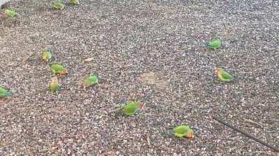 They sound so happy! Look at them!