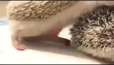 Ouch. He’s a determined one..