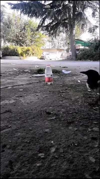 Y'all have heard the story of thirsty crow , well this is it