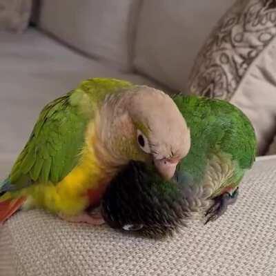 Starburst is preening with a vengeance