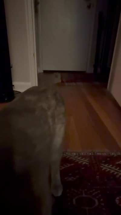Laying belly traps in the dark