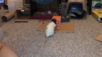 My awesome pet rat Cookie doing her fetch from a drawer trick!