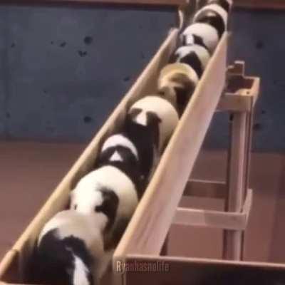 Magnificent aren’t they?