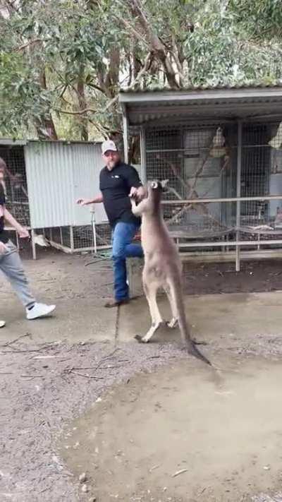 man vs kangaroo