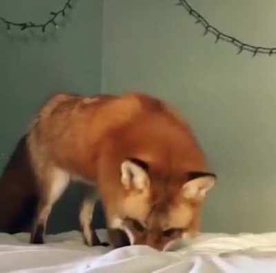Fox thinks bed sheets are snow