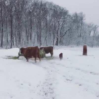 Mom And Baby Having In The Snow