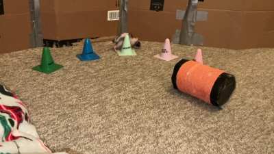 My awesome pet rat Raisin combining weaving with walking backwards on a rolling barrel!