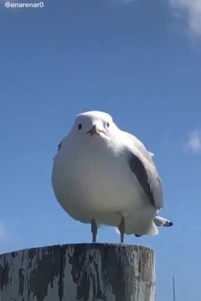 Seagull is scared