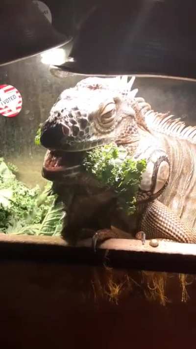 Kale Is Yummy Nom Nom Nom