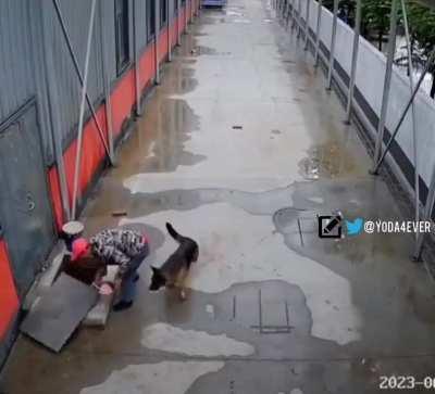 Dog seeks help from a random person to rescue his brother. 