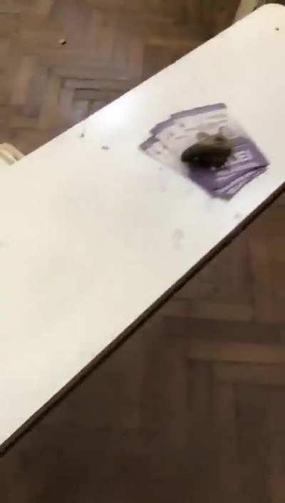 Se fueron a la mierda