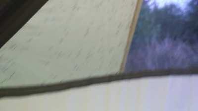 Scottish midges - don't you just love camping. Galloway Forest