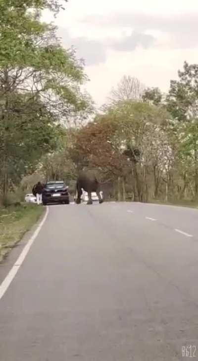 dumb guy takes walk in the national park near wild elephants