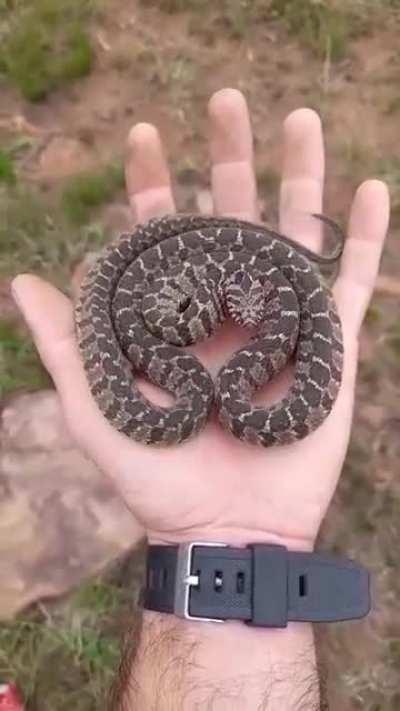 A hog nose snake’s hypnotic defense pose