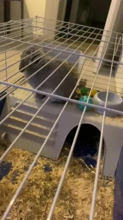 Please can anyone tell me if this is normal bunny behaviour, never seen this before. TIA