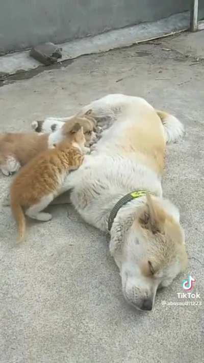 When invited guests drop in