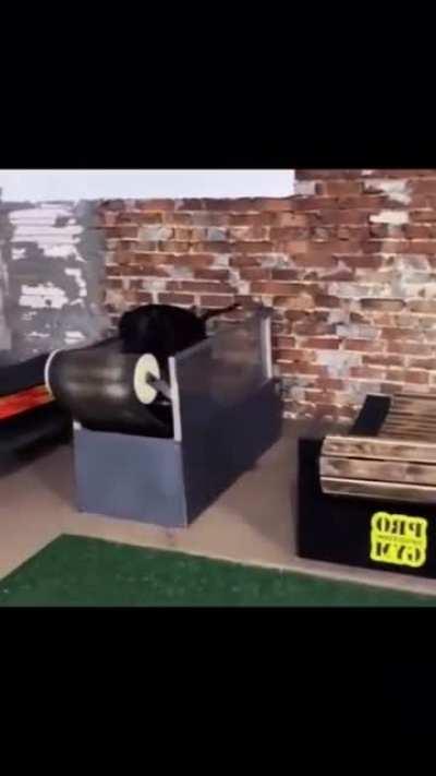 That dogs on something