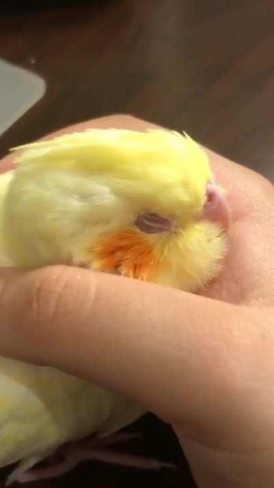 I guess he just wanted someone to hold him gently <:) he’s still really young