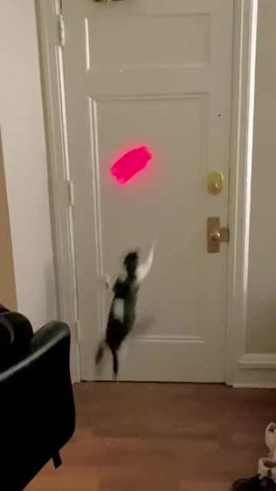 Laser Purrkour
