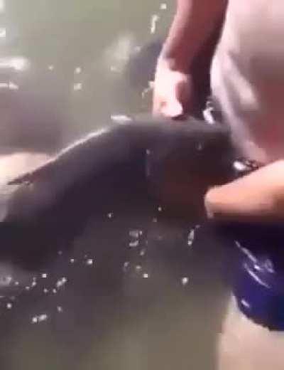 Анекдот про карпа в жизни