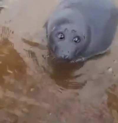Russian seal with gentle eyes approches humans.
