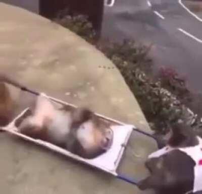 Monke save fellow dead monke after reddit was down for half an hour