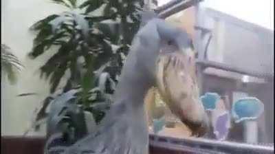 It's just a bird, right ?