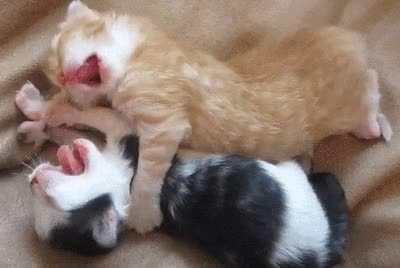 The yawns of these criminals are so adorably contagious!