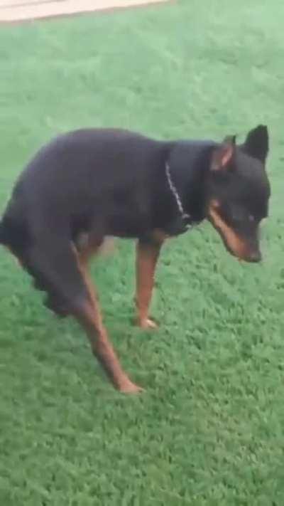 This dog's an incel!