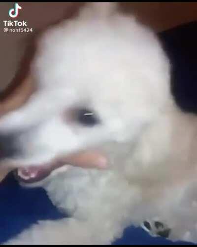 Se pasó película el perro ql