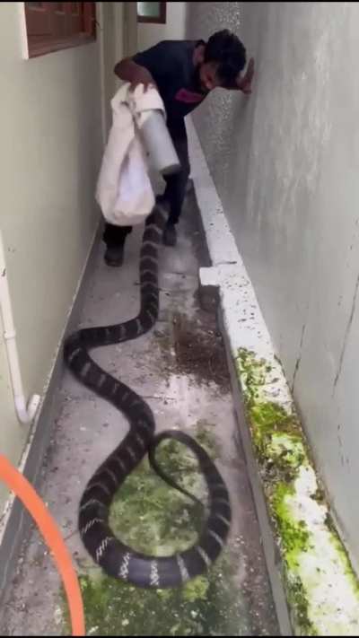 How massive this cobra is😱💀