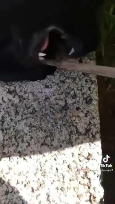 Kid drops mom's keys in a hole, kitty comes to the rescue.