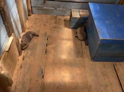 Mommy plays with the kids❤️